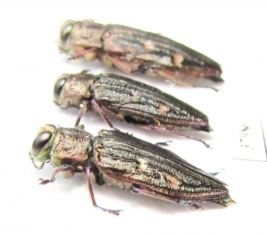 Chrysobothris chrysostigma, pair  Russia, Tver reg. - INSECTS-STORE.RU