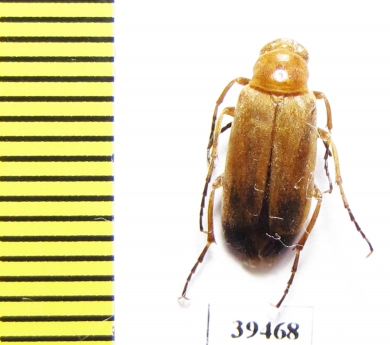 Zonitis ballioni  Tajikistan - INSECTS-STORE.RU