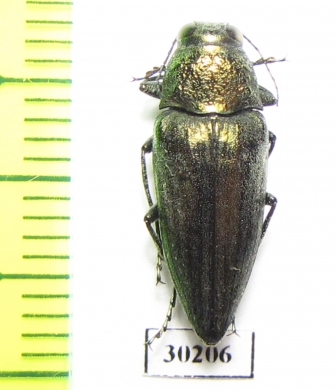 Gyascutus dianae  USA - INSECTS-STORE.RU