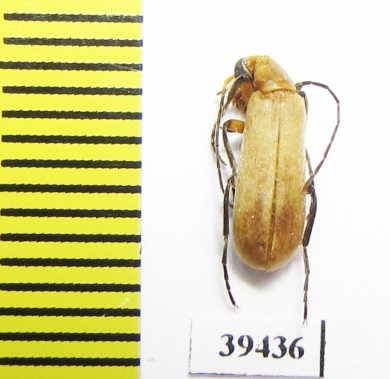 Meloidae sp.  Iran, Hormozgan prov. - INSECTS-STORE.RU