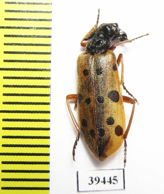 Mylabris sedecimpunctata  Kazakhstan - INSECTS-STORE.RU