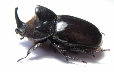 Heterogomphus chevrolati  Ecuador 56mm - INSECTS-STORE.RU