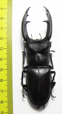 Hexarthrius mandibularis sumatranus  Indonesia, Sumatra  95mm - INSECTS-STORE.RU
