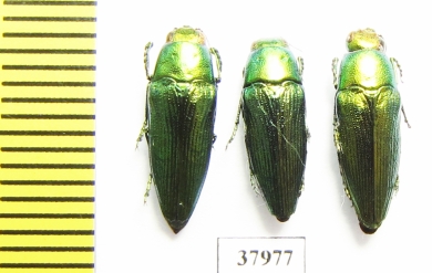 Sphenoptera tamarisci beckeri  Russia, Astrakhan reg. - INSECTS-STORE.RU