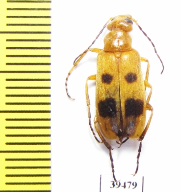 Euzonitis spectabilis  Tajikistan - INSECTS-STORE.RU