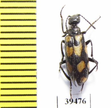 Mylabris impedita  Tajikistan - INSECTS-STORE.RU