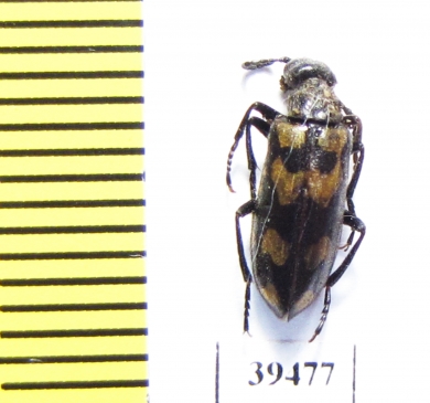 Mylabris impedita  Tajikistan - INSECTS-STORE.RU