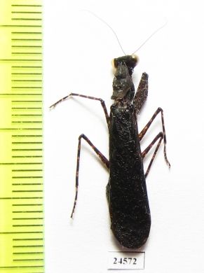 Mantodea sp.  Indonesia, Sumatra - INSECTS-STORE.RU