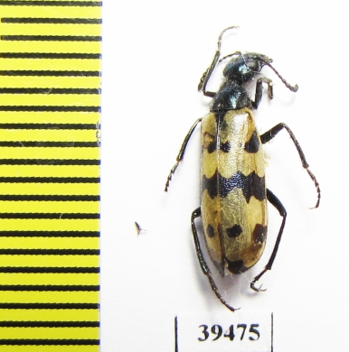 Mylabris mongolica  Mongolia - INSECTS-STORE.RU