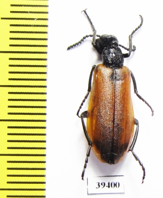 Lydus tarsalis  Jordan - INSECTS-STORE.RU