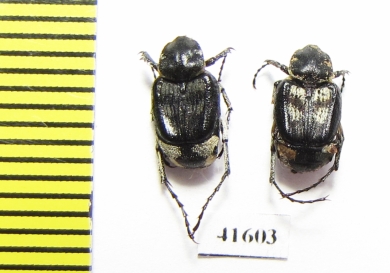 Valginae, Chromovalgus peyroni  Turkey - INSECTS-STORE.RU