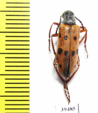 Mylabris undecimpunctata  Tajikistan - INSECTS-STORE.RU