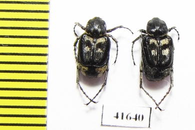 Valginae, Chromovalgus peyroni  Turkey - INSECTS-STORE.RU