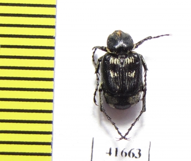 Valginae, Chromovalgus peyroni  Turkey - INSECTS-STORE.RU