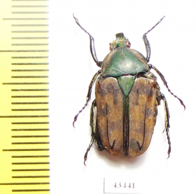 Daedycorrhina donckieri  Tanzania - INSECTS-STORE.RU