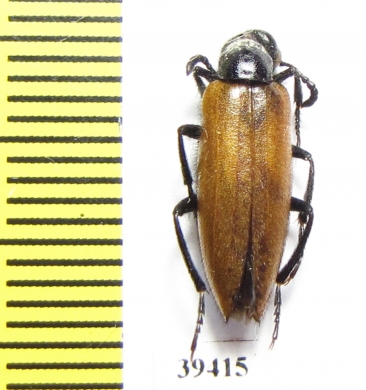 Hycleus fuscus  Iran, Khorasan prov. - INSECTS-STORE.RU