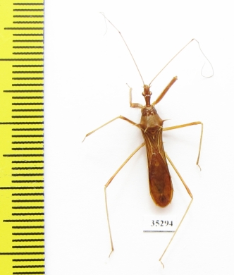 Hemiptera sp.  Panama - INSECTS-STORE.RU