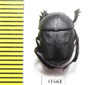 Gymnopleurus mopsus  Russia, Ingushetia reg. - INSECTS-STORE.RU