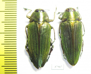 Buprestidae sp., pair  Cameroon - INSECTS-STORE.RU