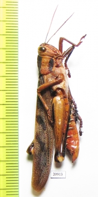 Orthoptera sp.  South Africa Rep. - INSECTS-STORE.RU