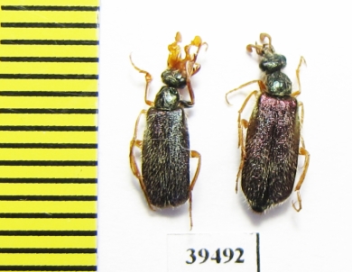 Cerocoma sp., pair  Turkey, Denizli prov. - INSECTS-STORE.RU