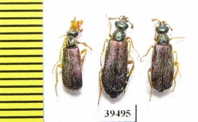 Cerocoma sp., pair  Turkey, Denizli prov. - INSECTS-STORE.RU