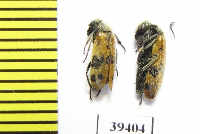 Mylabris flavohirta  Afghanistan - INSECTS-STORE.RU