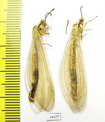 Myrmeleontidae sp.  Russia, Astrakhan reg. - INSECTS-STORE.RU