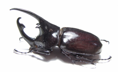 Augosoma centaurus  Cameroon 75mm - INSECTS-STORE.RU