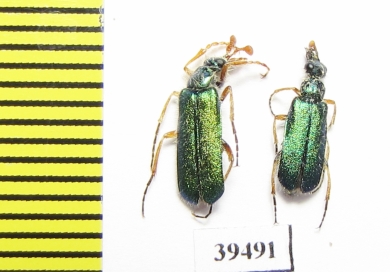 Cerocoma bernhaueri, pair  Iran, Gilan prov. - INSECTS-STORE.RU
