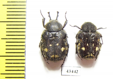 Goliathopsis duponti, pair  Thailand - INSECTS-STORE.RU