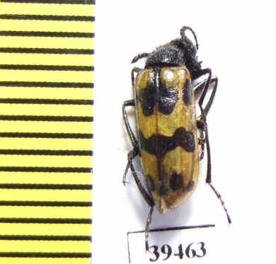 Mylabris crux  Tajikistan - INSECTS-STORE.RU