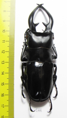 Odontolabis dalmanni intermedia  Philippines  92mm - INSECTS-STORE.RU