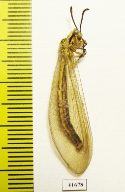 Myrmeleontidae sp.  Russia, Astrakhan reg. - INSECTS-STORE.RU