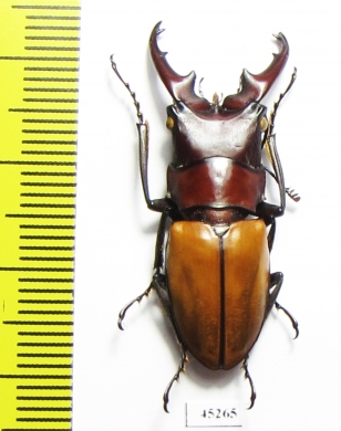 Cyclommatus pahangensis chiangmaiensis  Thailand  34mm - INSECTS-STORE.RU