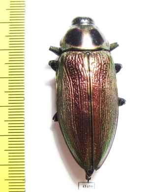 Euchroma gigantea  Peru 51mm - INSECTS-STORE.RU