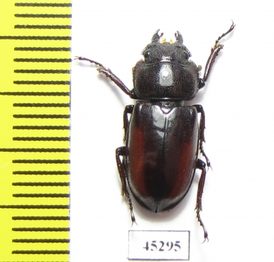 Lucanidae sp.  Thailand - INSECTS-STORE.RU