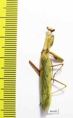 Mantodea sp.  Russia, Astrakhan reg. - INSECTS-STORE.RU
