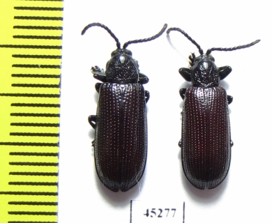 Chrysomelidae sp.  Thailand - INSECTS-STORE.RU