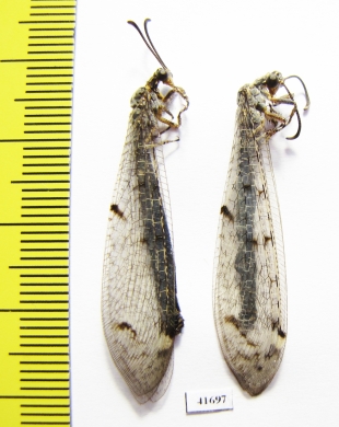 Myrmeleontidae sp.  Russia, Astrakhan reg. - INSECTS-STORE.RU