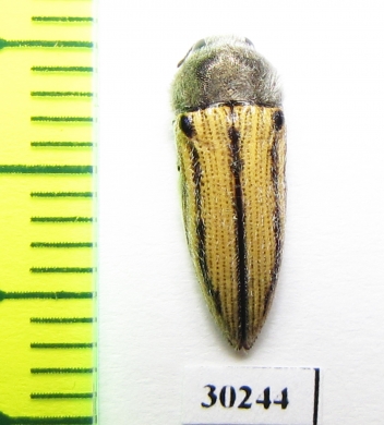 Acmaeodera pubiventris yumae  USA - INSECTS-STORE.RU