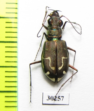 Cicindela hirticollis gravida  USA - INSECTS-STORE.RU