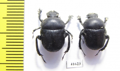 Gymnopleurus geoffroyi geoffroyi  Turkey - INSECTS-STORE.RU