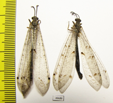 Myrmeleontidae sp.  Russia, Astrakhan reg. - INSECTS-STORE.RU