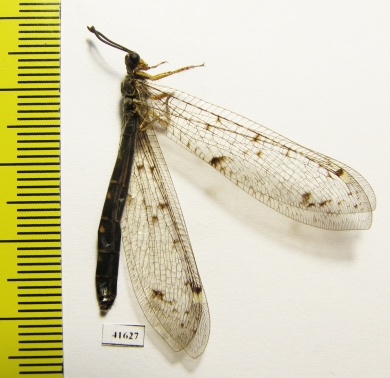 Myrmeleontidae sp.  Russia, Astrakhan reg. - INSECTS-STORE.RU