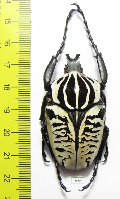 Goliathus albosignathus kirkianus  Tanzania 52mm - INSECTS-STORE.RU