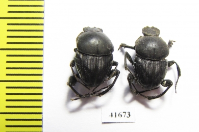 Sisyphus schaefferi  Turkey - INSECTS-STORE.RU