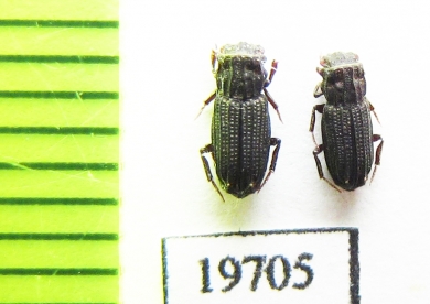 Aphodiinae sp.  Malaysia, Borneo - INSECTS-STORE.RU