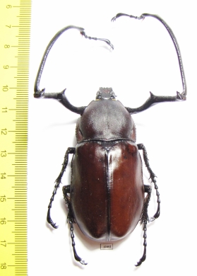 Euchirus longimanus  Indonesia, Seram isl. 66mm - INSECTS-STORE.RU