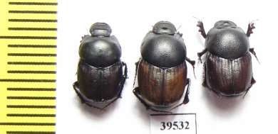 Onthophagus gibbosus koshantschikoffi, pair  Uzbekistan - INSECTS-STORE.RU